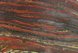 Polished Tiger Iron Stromatolite - ( Billion Years) #50737-1